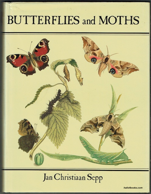 Butterflies And Moths